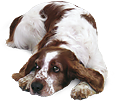 V�r lathund Buffy